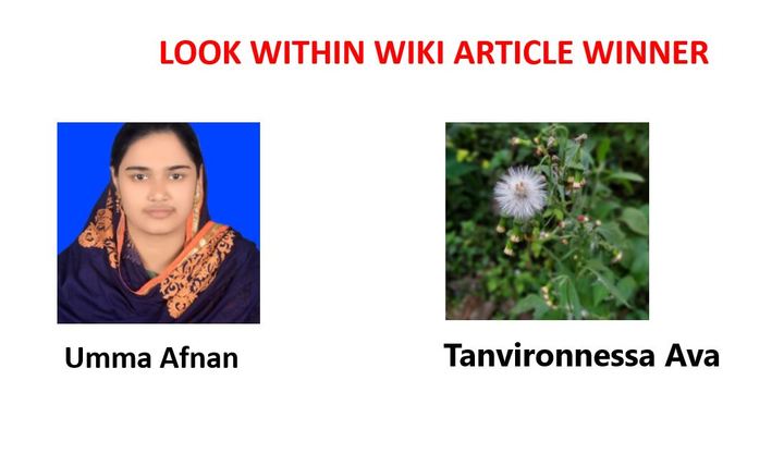 Look Within Wiki Winners