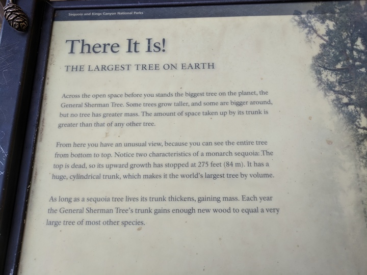 General Sherman tree description