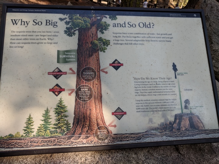 Sequoia Facts written at a stand during my hike