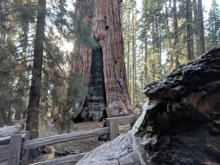 General Sherman Tree -  2000 years old and 275 feet tall.  