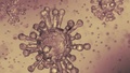 Corona Virus The Grave Threat Of The World - Coolinventor Wiki