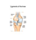 Knee Sprain - Coolinventor Wiki